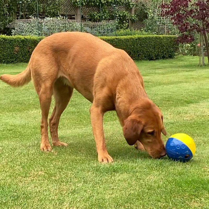 Roller Ball feeder for dog