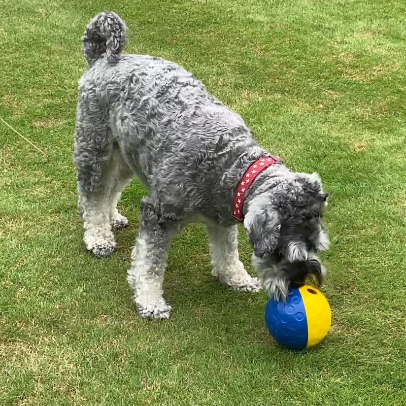 Roller Ball feeder for dog