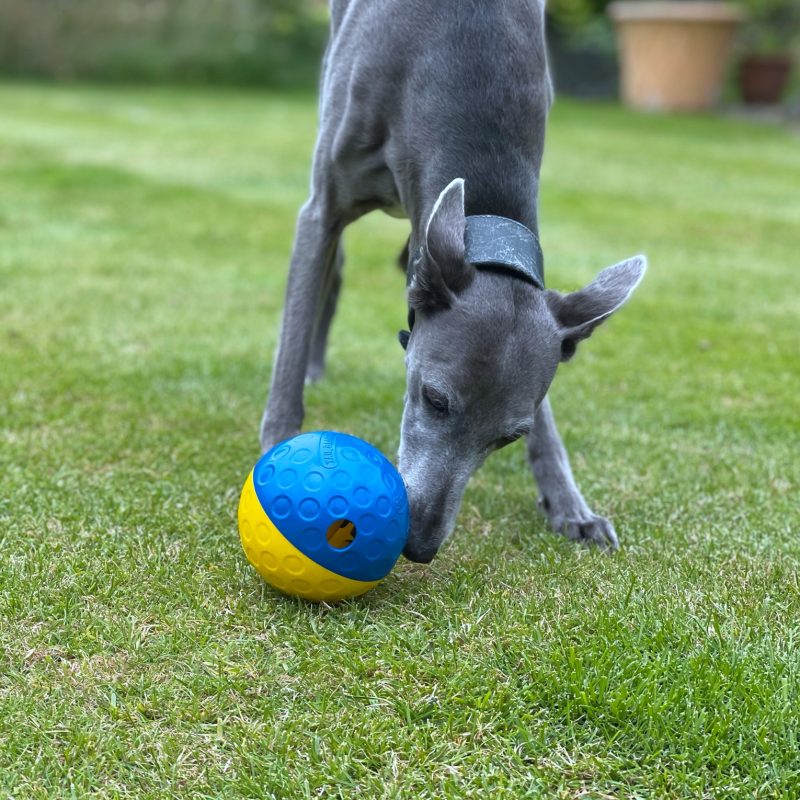 Roller Ball feeder for dog