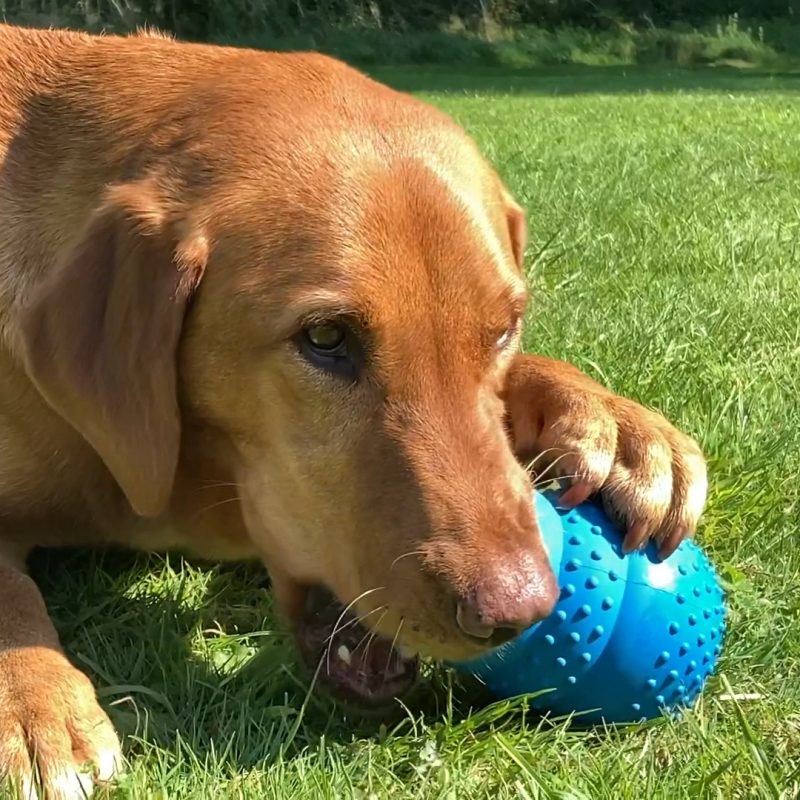 Tuff Chewer dog toy