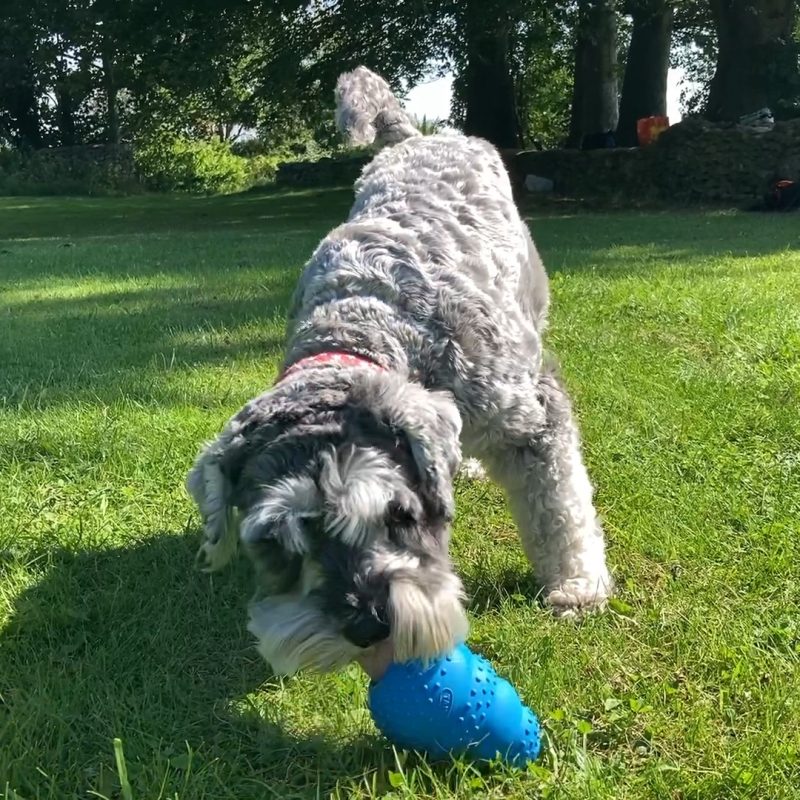 Tuff Chewer dog toy