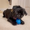 Tuff Chewer dog toy