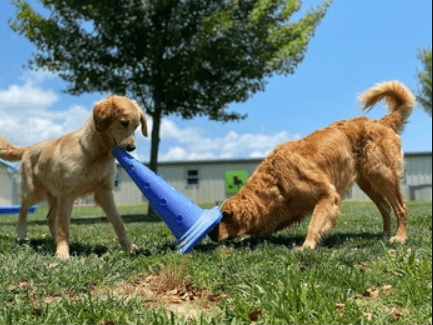 Dogs Enrichment Activities_Tail Blazers UK