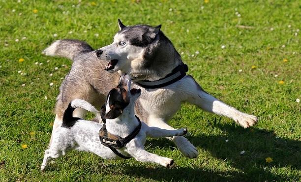 Puppy social skills_Dog Behaviour_Tail Blazers UK