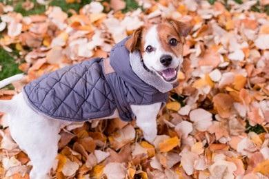 What to look for when buying a dog coat_Tail Blazers