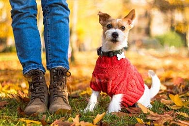 What-to-look-for-when-buying-a-dog-coat_Tail-Blazers_Dog supplies UK Dog accessories UK_Dog drying coats UK