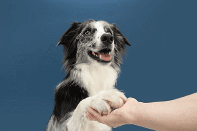 Easy Dog Tricks for Beginners_dog behaviour uk dog supplies dog accessories_Tail Blazers UK dog products