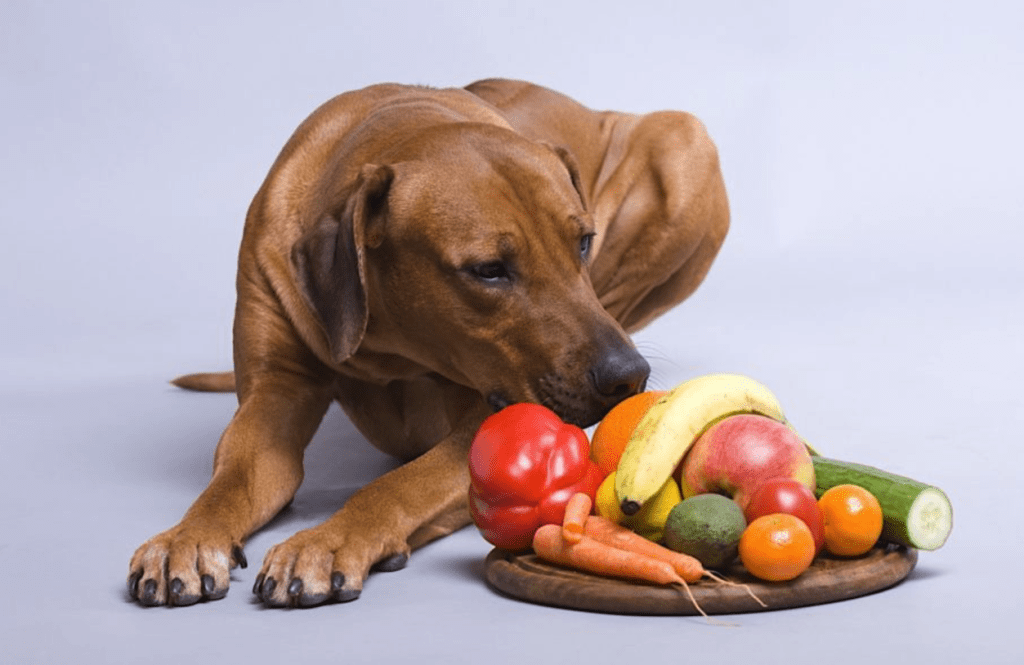 5 Dog food ingredients you should look fo your dogs_ uk dog supplies uk dog accessories Tail Blazers