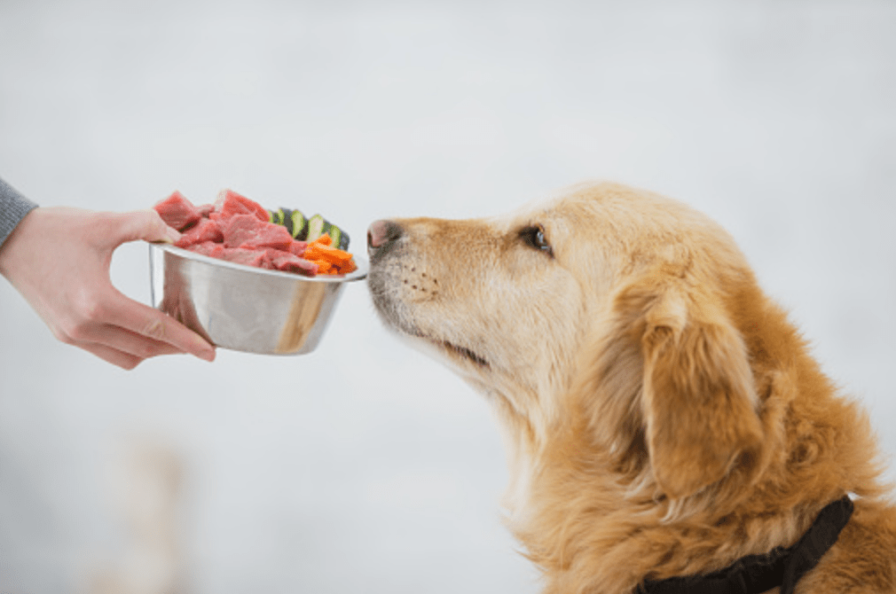 UK Dog food ingredient to avoid |UK dog's food ingredients guide_Top 5 Ingredients You Should Look for In Your Dog’s Food_uk dog food meals_Tail Blazers UK Dog Supplies_Dog dry coat uk_UK Dog supplies dog accessories_Tail Blazers UK