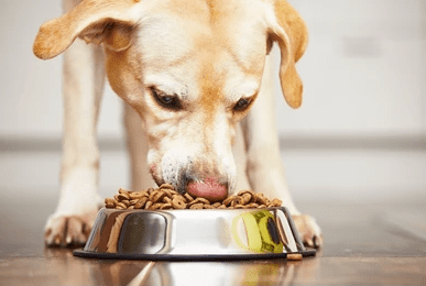 UK quality dog food UK dog supplies dog accessories dog products_dog weight and obesity UK_Tail Blazers UK