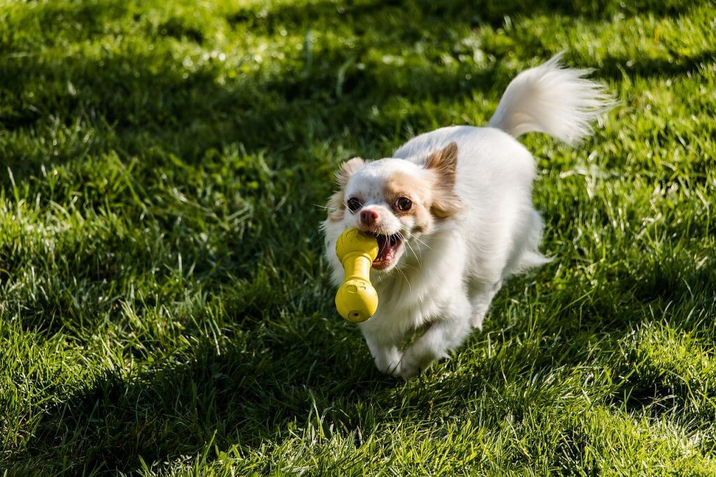 chihuahua, dog, long-haired hihuahua-2781252.jpg