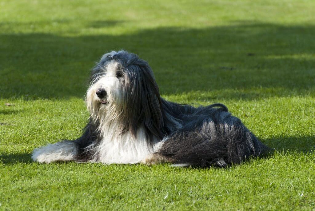 dog, animal, long haired-5000004.jpg