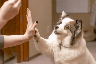 dog training with reward_Easy Dog Tricks for Beginners_dog behaviour uk dog supplies dog accessories_Tail Blazers UK dog products