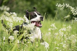 9 surprising dog facts_uk dog blog_uk premium dog supplies dog accessories_Tail Blazers UK