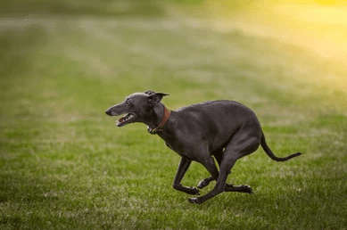 greyhound world fastest dog_9 suprising dog facts_dog sense of smell_uk dog supplies dog accessories_Tail Blazers UK