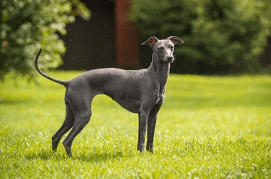 world fastest dog Greyhound_9 suprising dog facts_dog sense of smell_uk dog supplies dog accessories_Tail Blazers UK