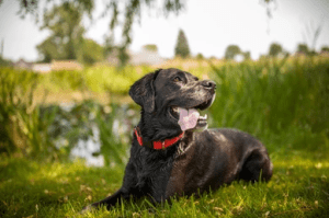 Dog Collar or Harness Which Is Right For Your Dog_uk dog supplies_uk dog accessories_UK dog collar dog harness_Tail Blazers UK