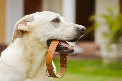 UK Dog Blog_Dog Collar or Harness Which Is Right For Your Dog_uk dog supplies_uk dog accessories_UK dog collar dog harness_Tail Blazers UK