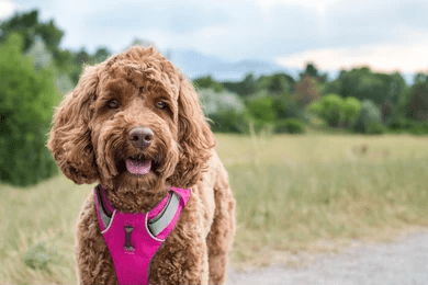 UK Dog Tips and advice_Dog Collar or Harness Which Is Right For Your Dog_uk dog supplies_uk dog accessories_UK dog collar dog harness_Tail Blazers UK