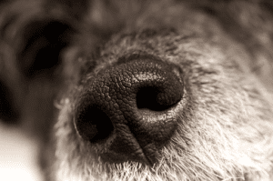 A Cold Wet Nose Means a Dog is Healthy_Why Are Dog Noses Wet_uk dog supplies_uk dog accessories_UK Dog pet products_UK Dog Blog_Tail Blazers UK