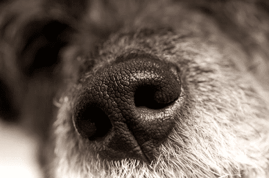what does it mean when dogs noses arent wet