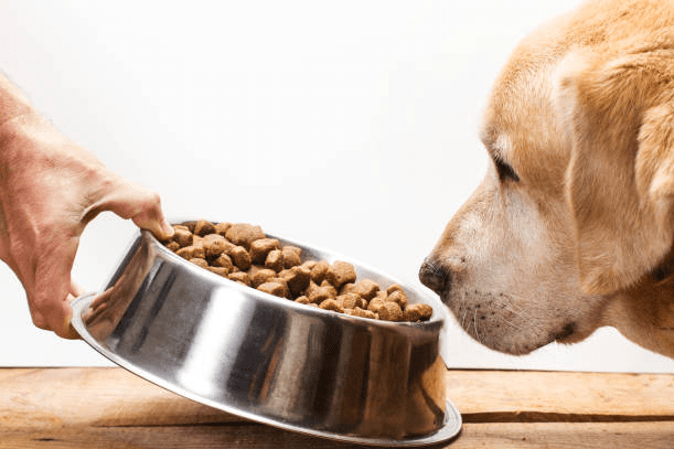 What Dog Food Ingredients Should I Avoid?