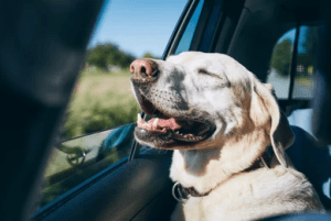 10 Best Tips for Travelling with Your Dog_dog-enjoying-traveling-by-car_UK Dog Supplies_UK dog accessories_Tail Blazers UK