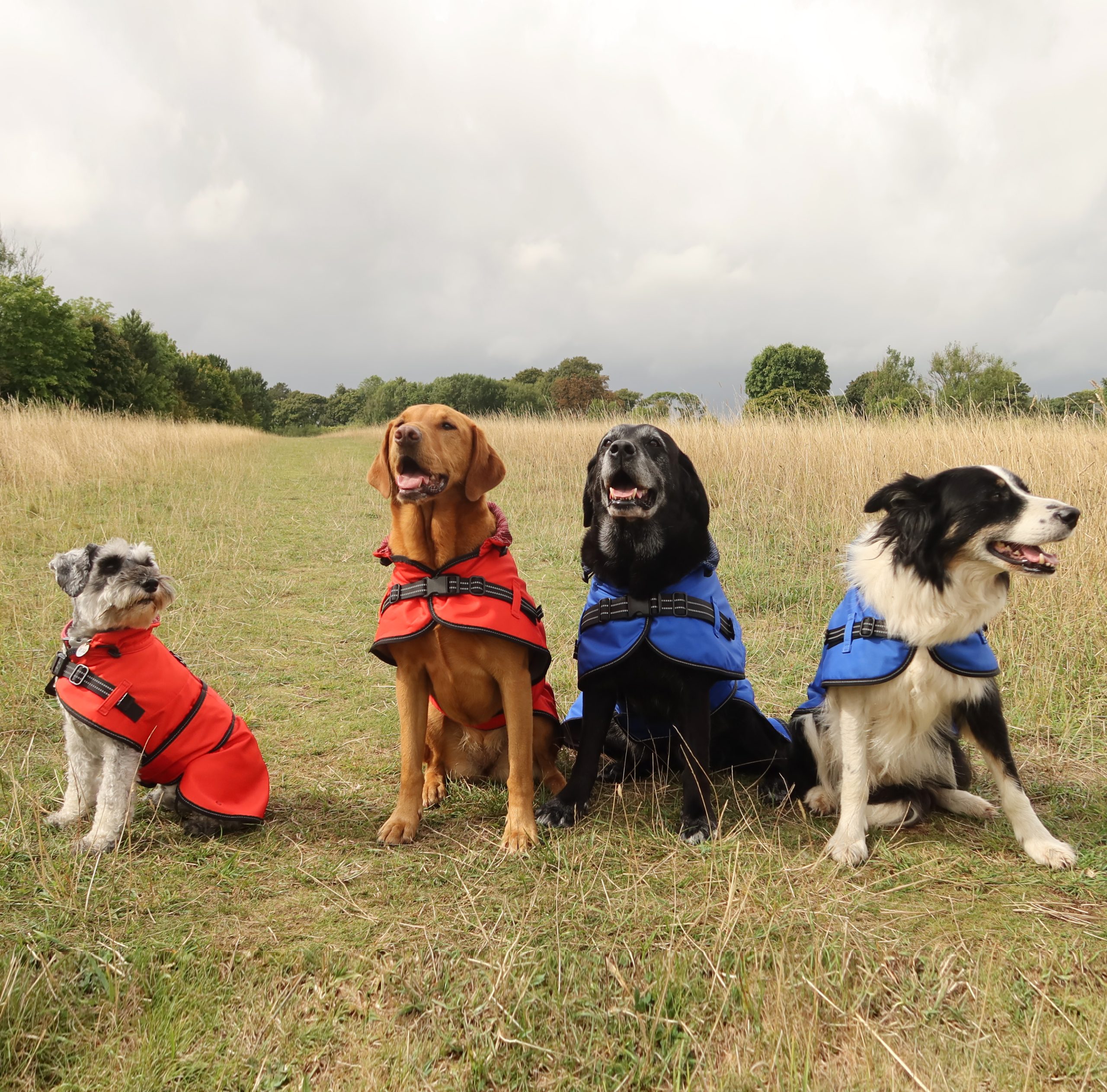 Rain_coat_with_4_dogs Rain_coat with 4 dogs