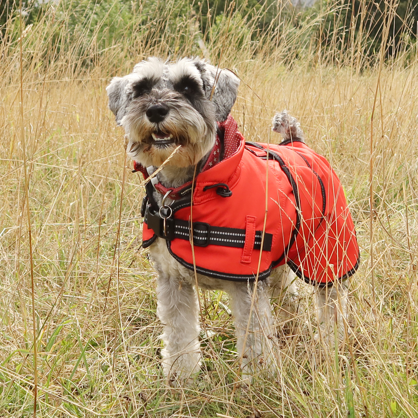 Rain coat_Red Rain coat_Red