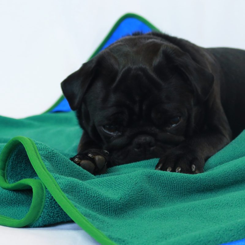 Dog drying towel green