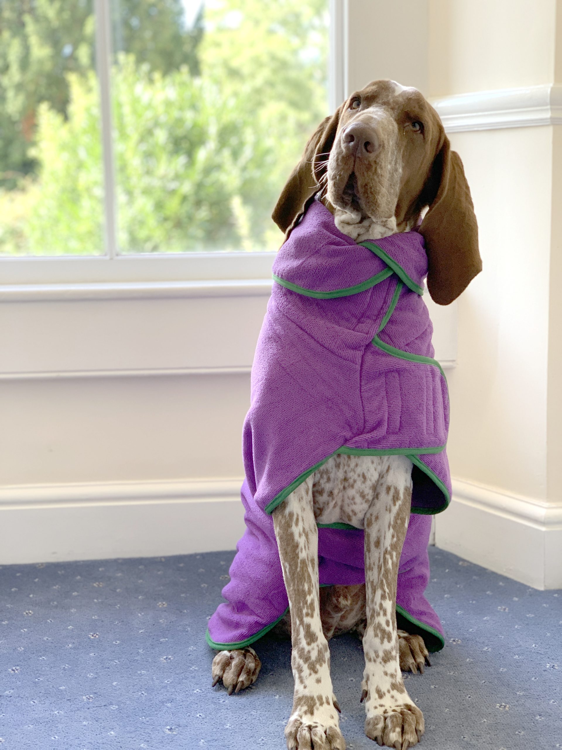 IMG_0884 edited Classic Dog Drying Coat Purple