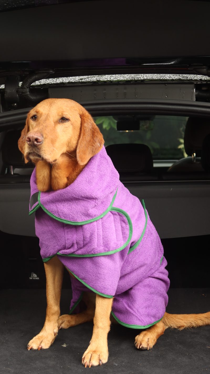 Classic Dog Drying Coat Purple