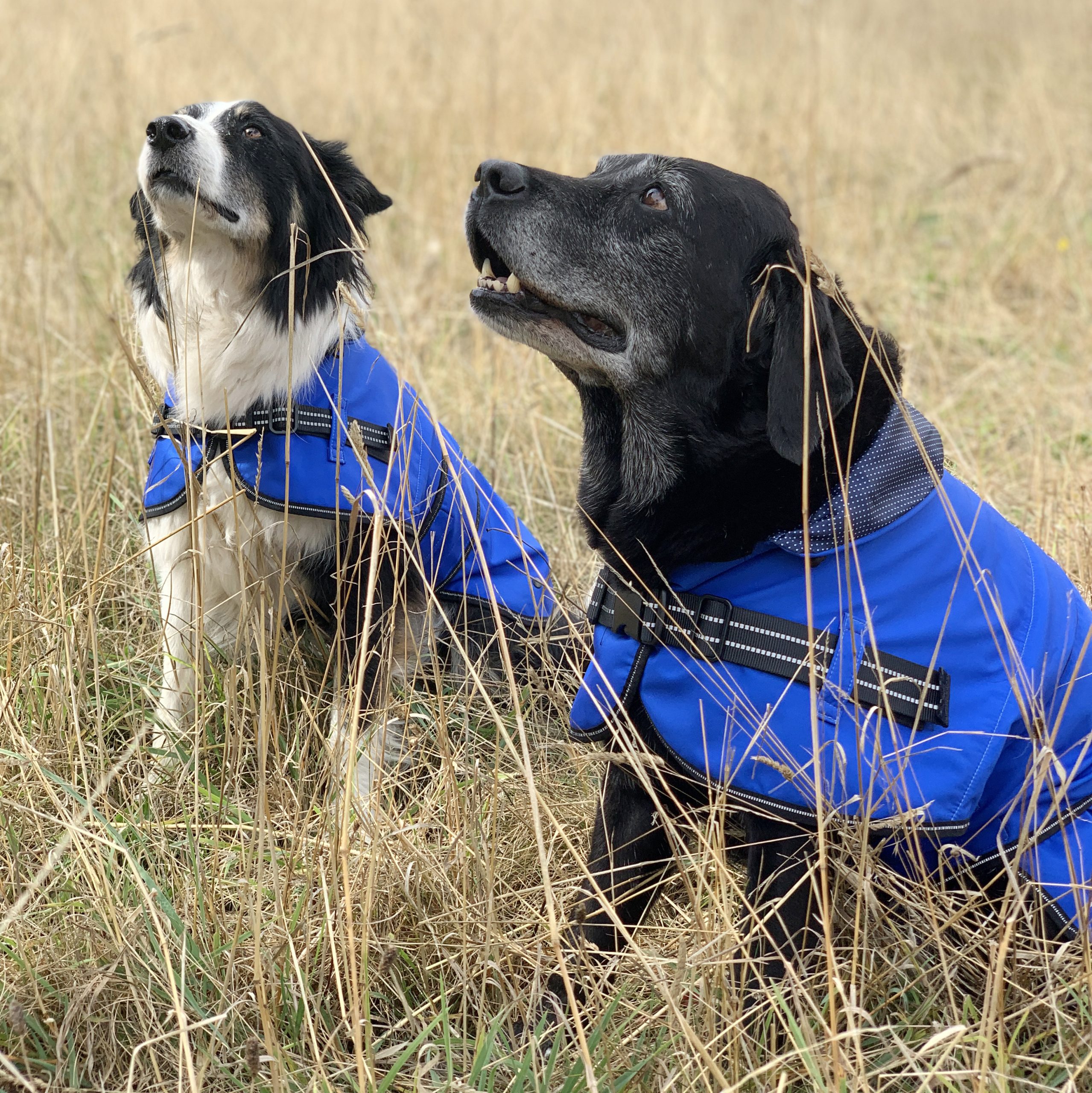Rain_Coat_blue_with_2_dogs Rain Coat blue with 2 dogs