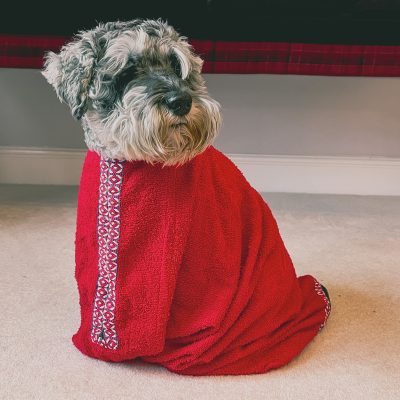 dog in first tail blazers drying bag